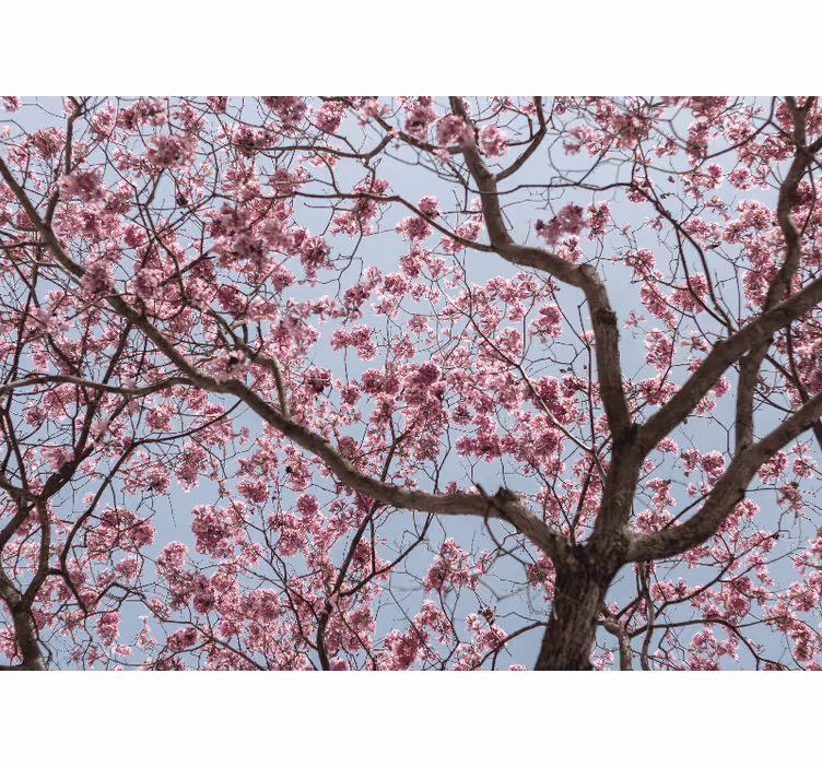 Persiana enrollable para cocina árbol de cerezo rosa - TenVinilo