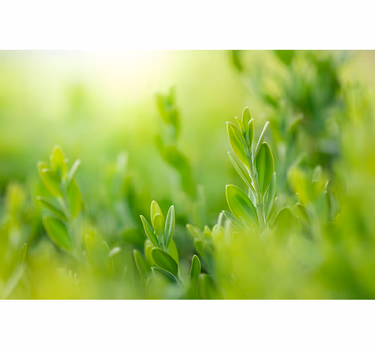Persiana enrollable salón hojas verdes primavera - TenVinilo