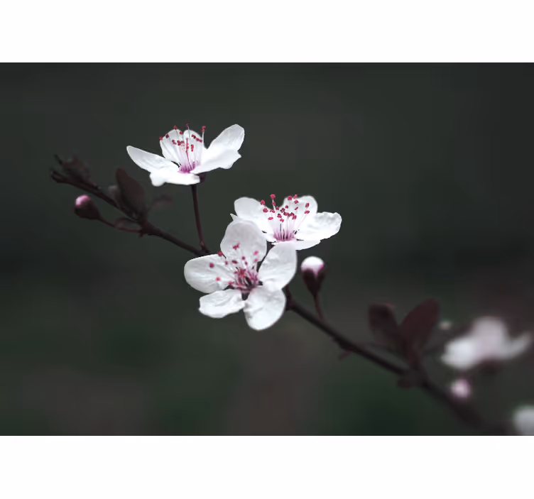 Persiana enrollable salón flor de cerezo elegante - TenVinilo
