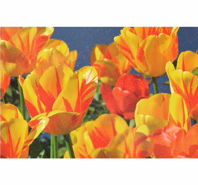 Persiana enrollable salón tulipanes rojos y amarillos - TenVinilo