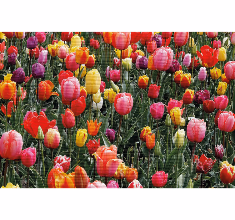 Persiana enrollable salón múltiples tulipanes en campo - TenVinilo
