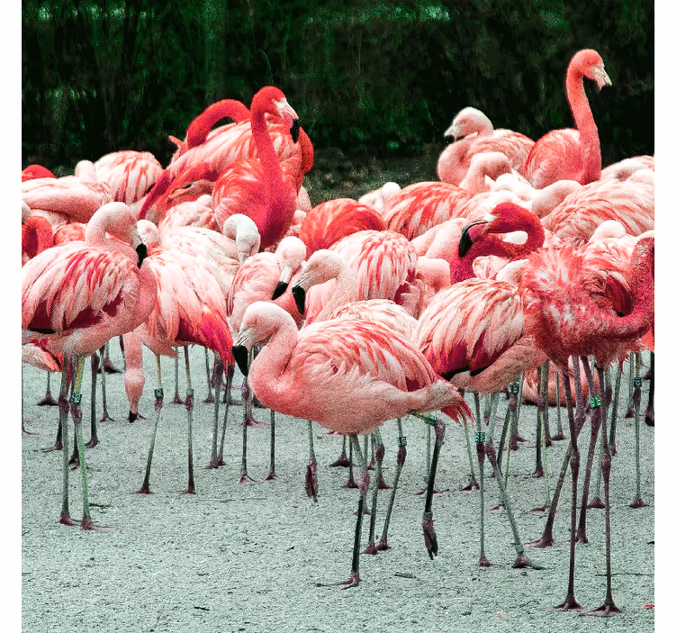 Persiana enrollable salón bonitos flamencos en el agua - TenVinilo