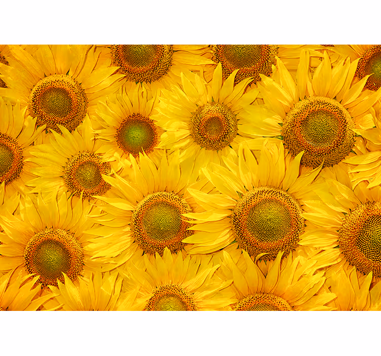 Persiana enrollable amarilla girasoles - TenVinilo