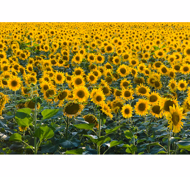 Persiana enrollable salón campo de girasoles al atardecer - TenVinilo