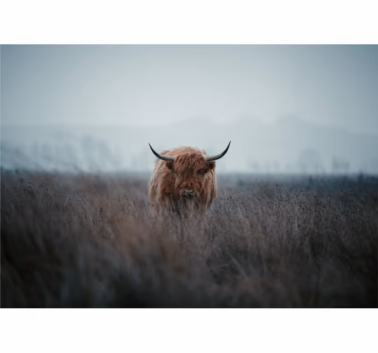 Persiana enrollable salón vaca de las highlands - TenVinilo