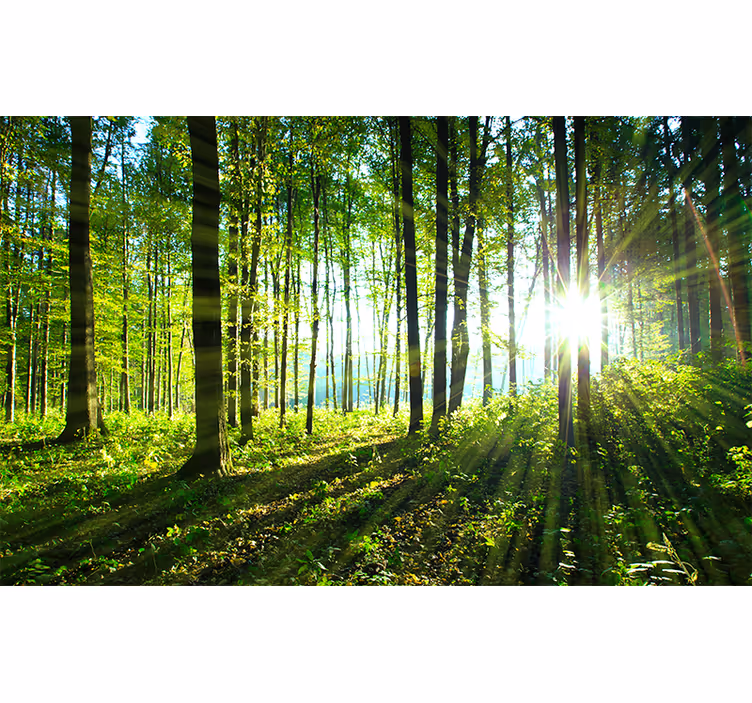 Persiana enrollable salón paisaje forestal con reflejo - TenVinilo