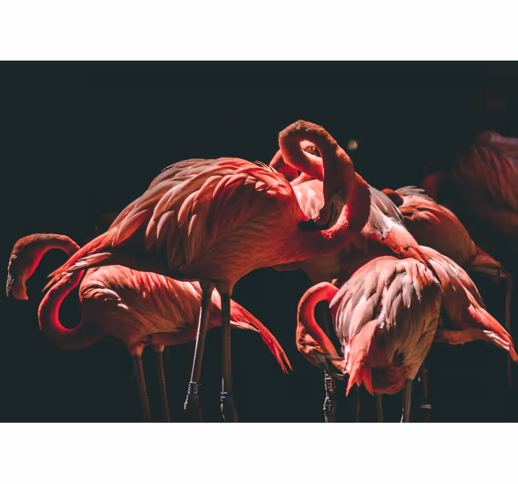 Persiana enrollable salón flamencos rosas iluminados - TenVinilo