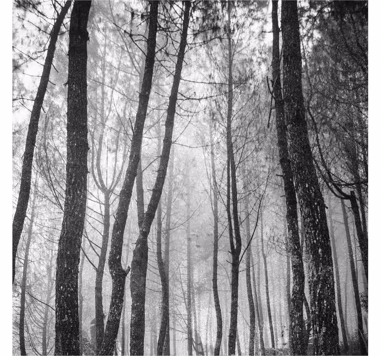 Persiana enrollable salón bosque neblinoso desde arriba - TenVinilo