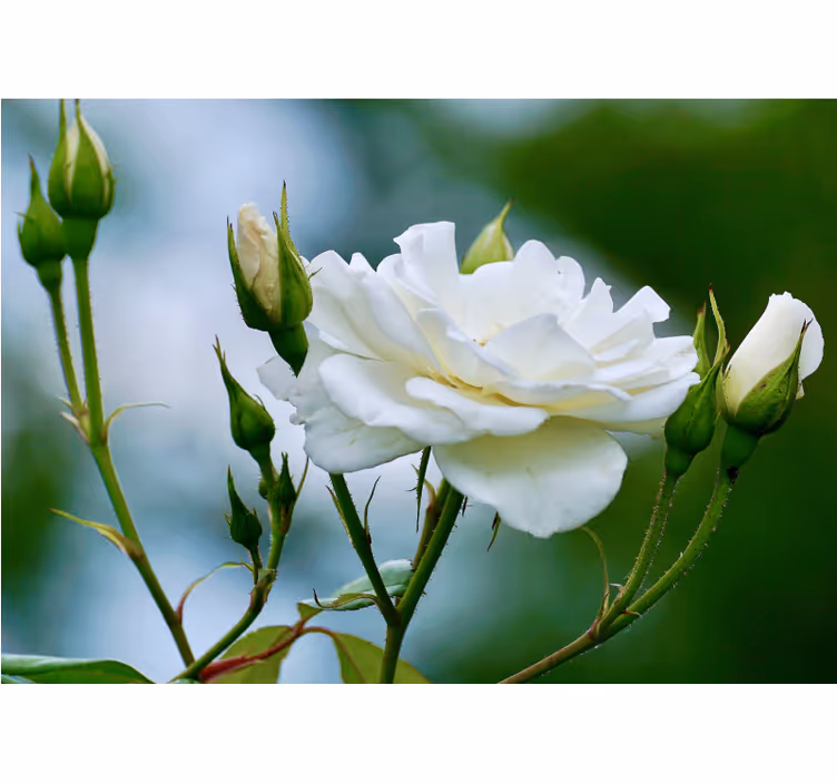 Persiana enrollable salón rosa blanco - TenVinilo