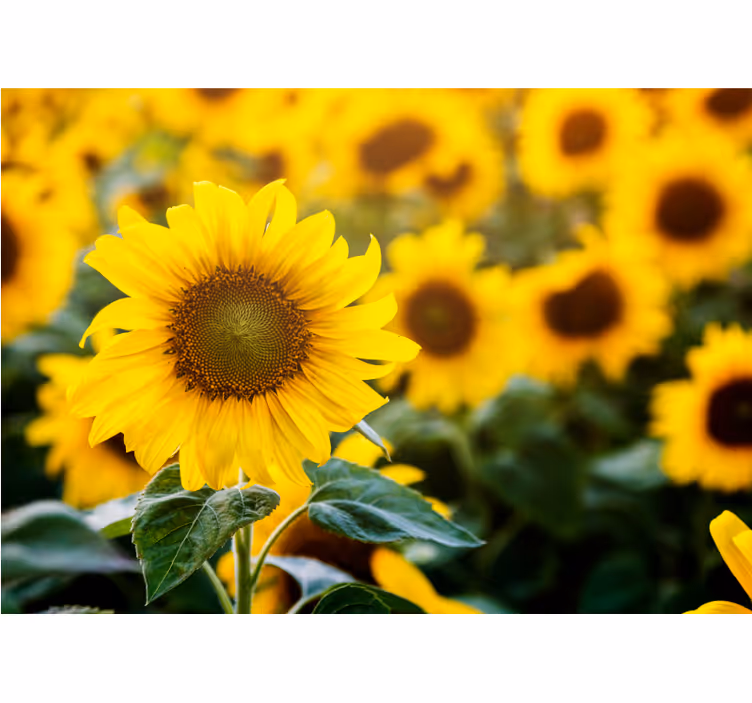 Persiana enrollable salón campo de girasoles - TenVinilo