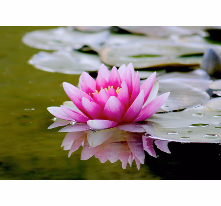 Persiana enrollable salón flor de loto rosa zen - TenVinilo
