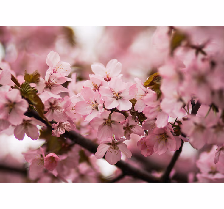 Persiana enrollable salón flor de cerezo rosa - TenVinilo