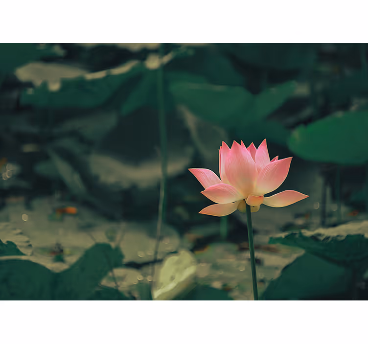 Persiana enrollable salón flor rosa - TenVinilo