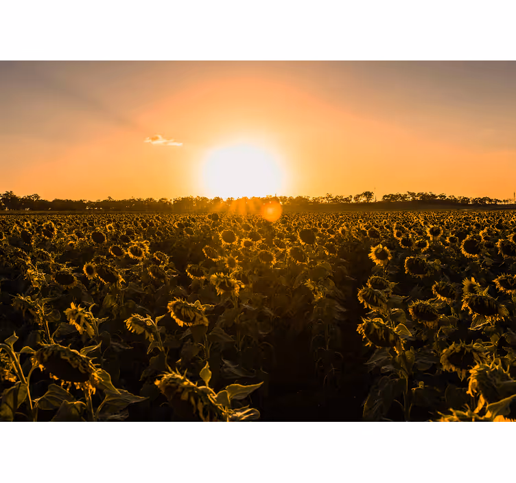 Persiana enrollable salón campo de girasoles amanecer - TenVinilo