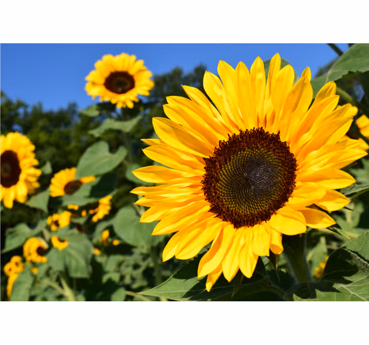 Persiana enrollable salón hermoso girasol en primer plano - TenVinilo