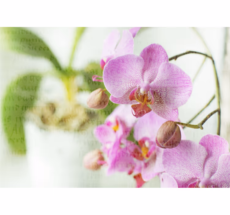 Persiana enrollable salón orquídea con texto - TenVinilo