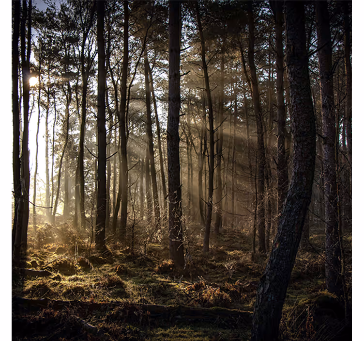 Persiana enrollable salón amanecer en el bosque - TenVinilo