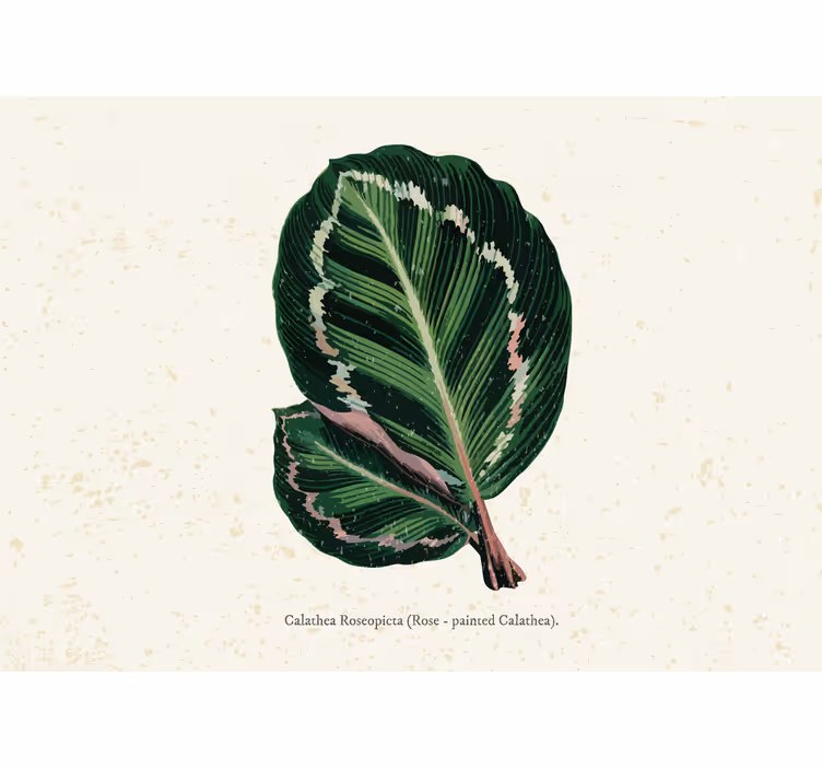 Persiana enrollable para cuarto hojas de maranta verde roja - TenVinilo