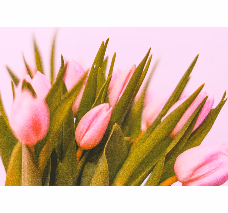 Persiana enrollable para cuarto tulipanes sobre fondo rosa - TenVinilo