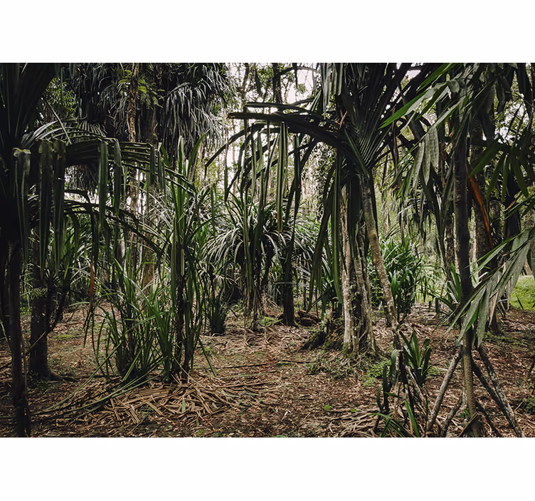 Persiana enrollable para cuarto bosque tropical profundo - TenVinilo