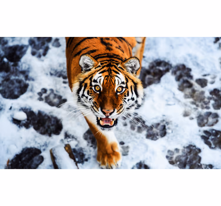 Persiana enrollable para cuarto tigre feroz - TenVinilo