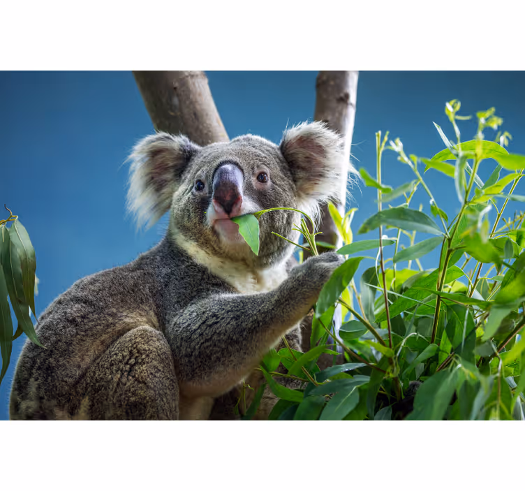 Persiana enrollable para cuarto ositos koala adorables - TenVinilo