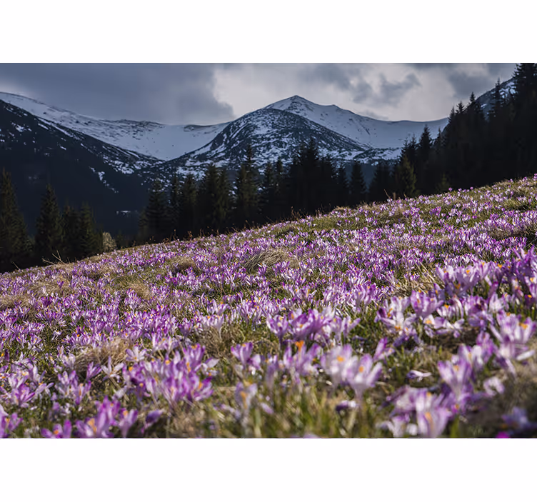 Persiana enrollable para cuarto pradera de crocus - TenVinilo