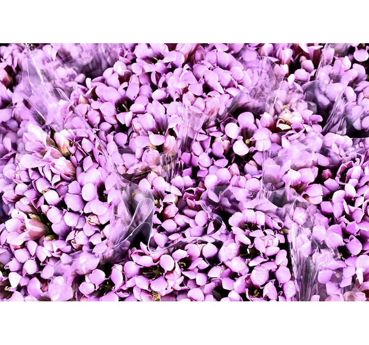Persiana enrollable para cuarto pradera de crocus morados - TenVinilo