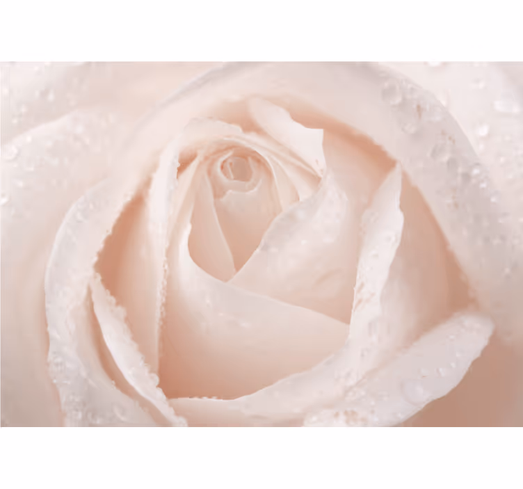 Persiana enrollable blanca rosa blanca hermosa - TenVinilo