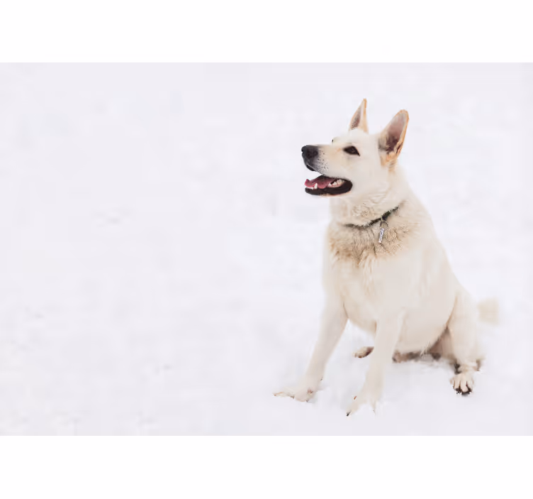 Persiana enrollable blanca husky en la nieve - TenVinilo