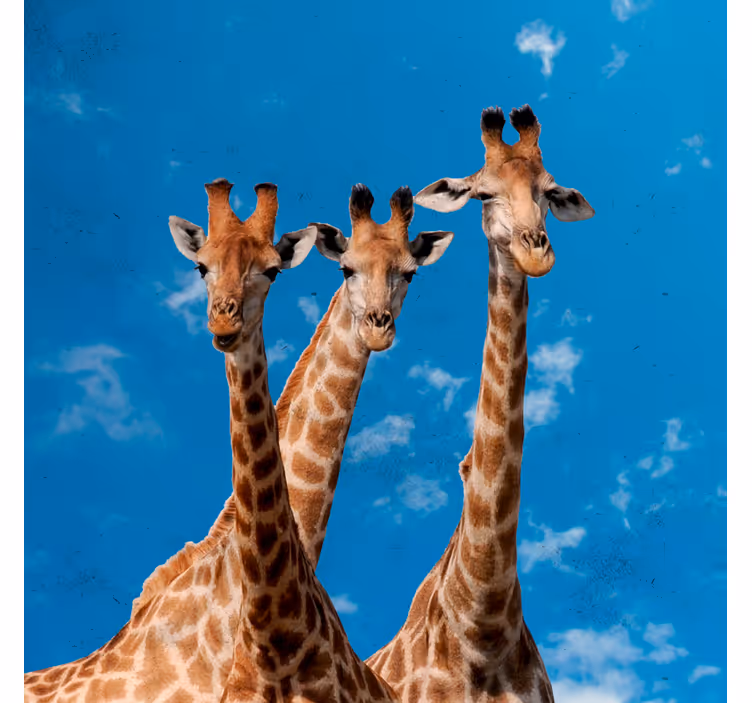 Persiana enrollable infantil jirafas y cielo azul - TenVinilo