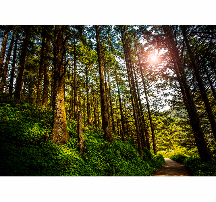 Persiana enrollable para cuarto sendero del bosque soleado - TenVinilo