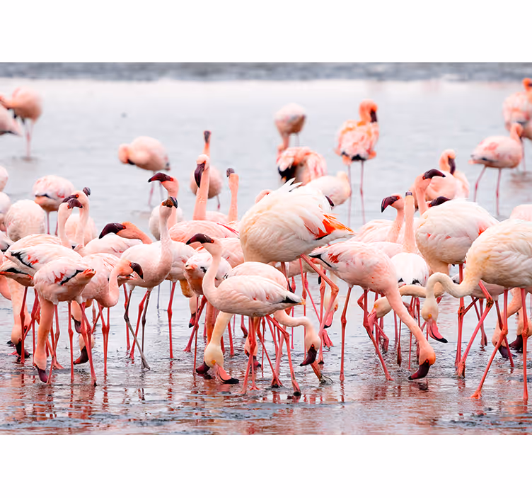 Persiana enrollable salón región de camarga con flamencos - TenVinilo