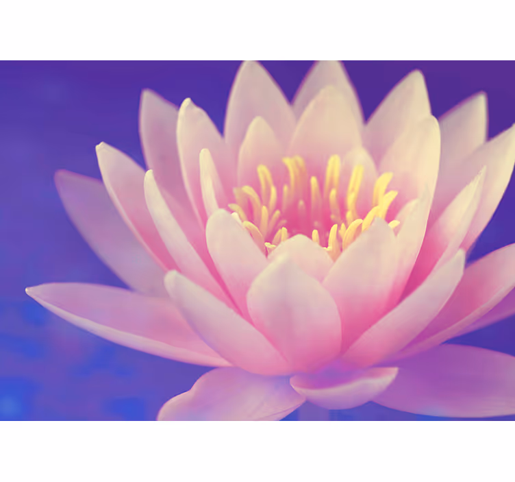Persiana enrollable zen flor de loto rosa - TenVinilo