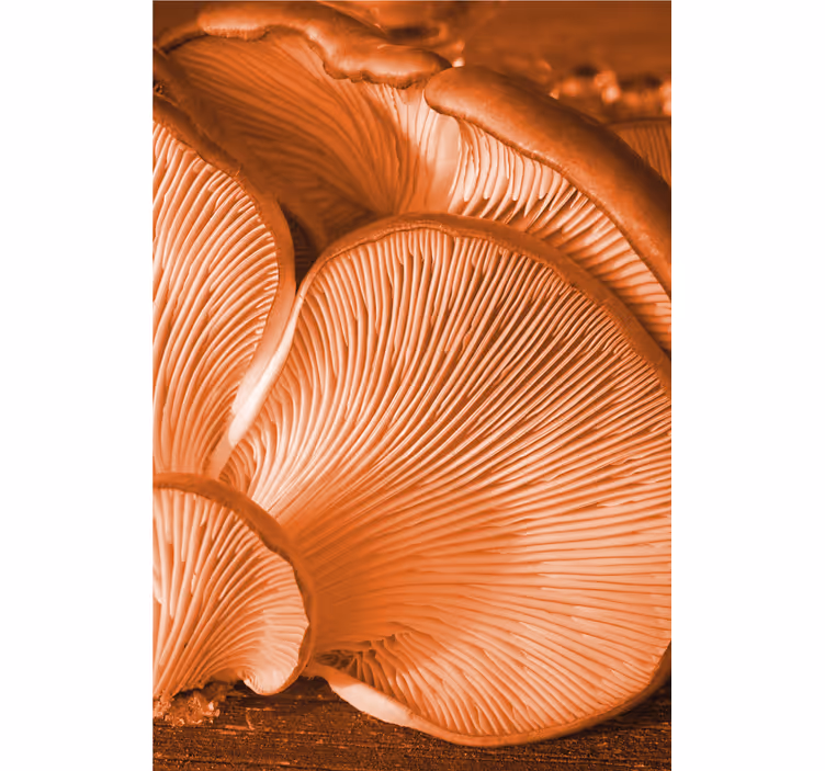 Persiana enrollable frutas branquias de champiñón - TenVinilo