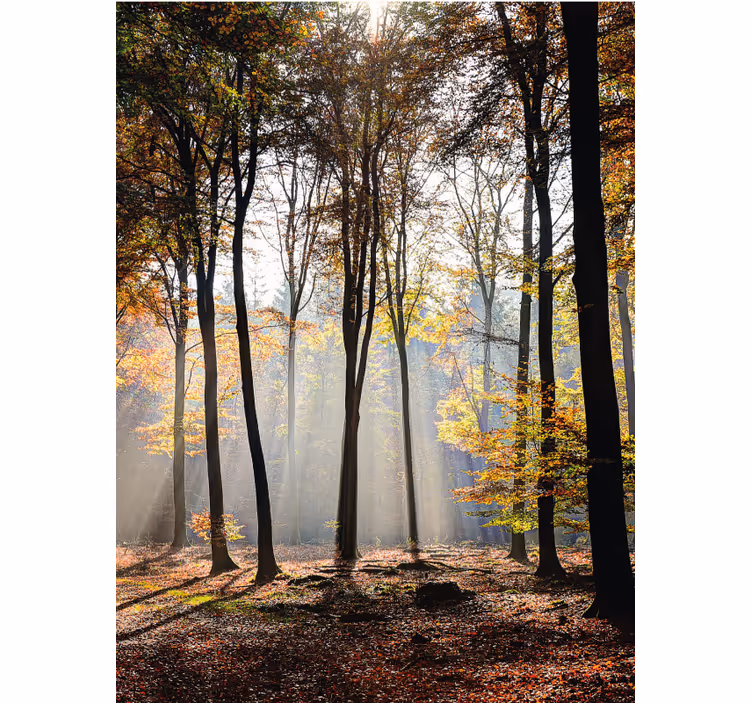 Persiana enrollable árboles paisaje forestal iluminado - TenVinilo