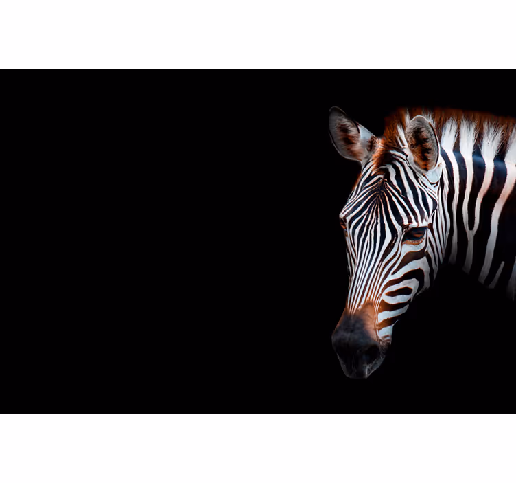 Mural africano zebra en la selva - TenVinilo