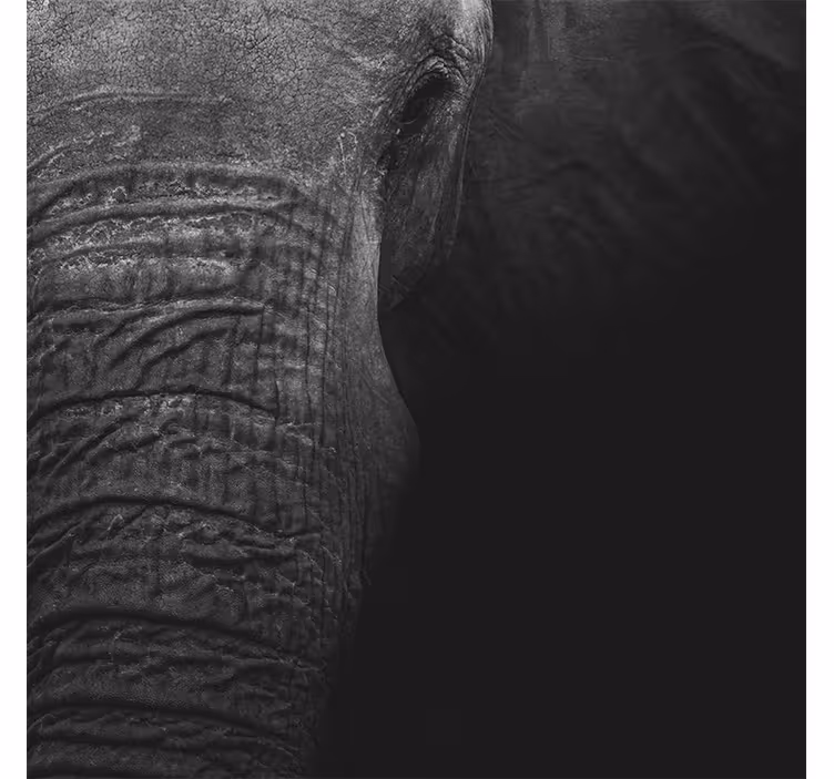 Mural africano elefante oscuro elegante - TenVinilo