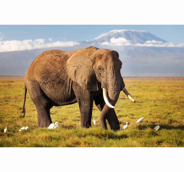 Mural africano elefante del kilimanjaro - TenVinilo