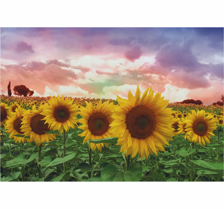 Mural para recibidor campo de girasoles y cielo colorido - TenVinilo