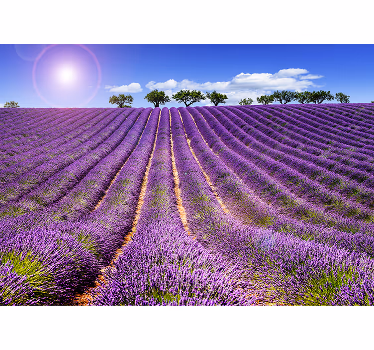 Fotomural flores campo de lavanda - TenVinilo