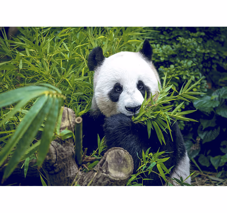 Fotomural animal de oso panda en bambú - TenVinilo