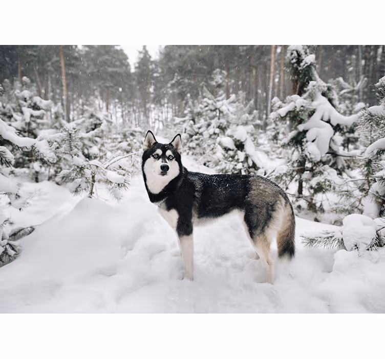 Fotomural paisaje de invierno y Husky - TenVinilo
