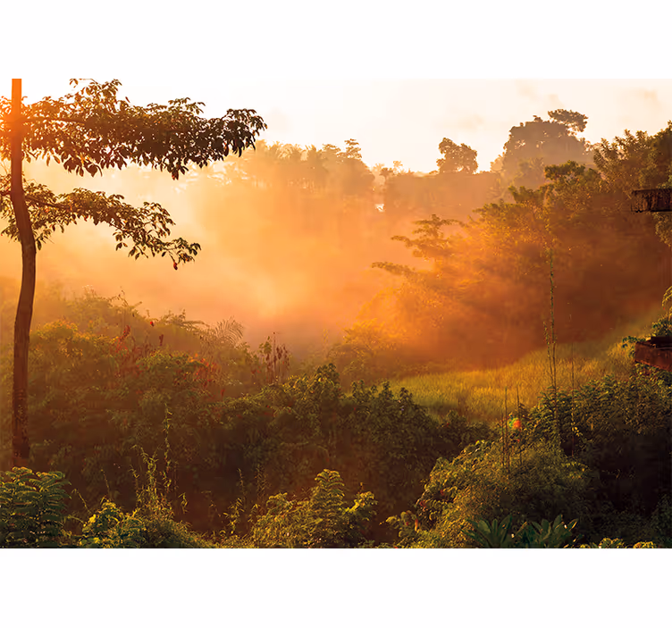 Fotomural de bosque Amanecer sobre la jungla - TenVinilo