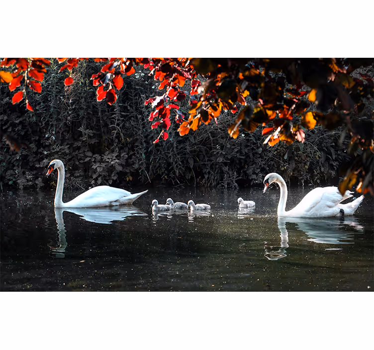 Mural de animales familia de cisnes elegante - TenVinilo