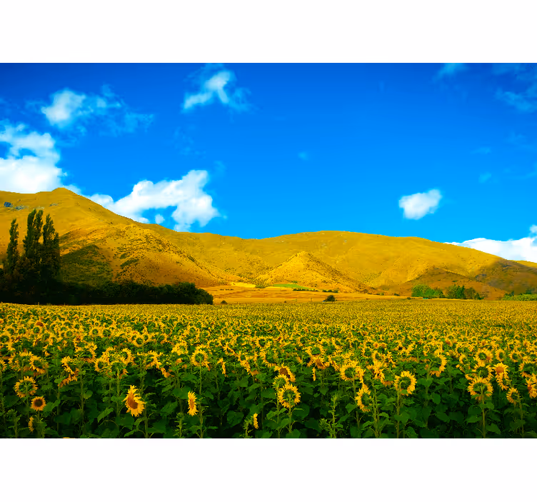 Fotomural flores Paisaje de primavera con campos - TenVinilo