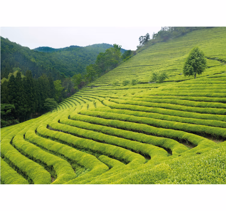 Fotomural naturaleza Campo de té coreano - TenVinilo