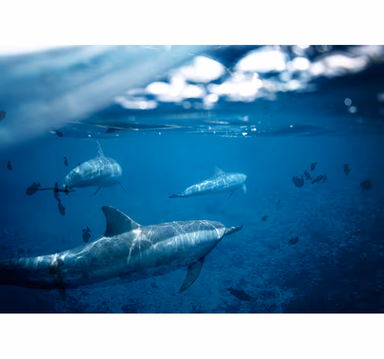 Fotomural animale Delfines y peces - TenVinilo
