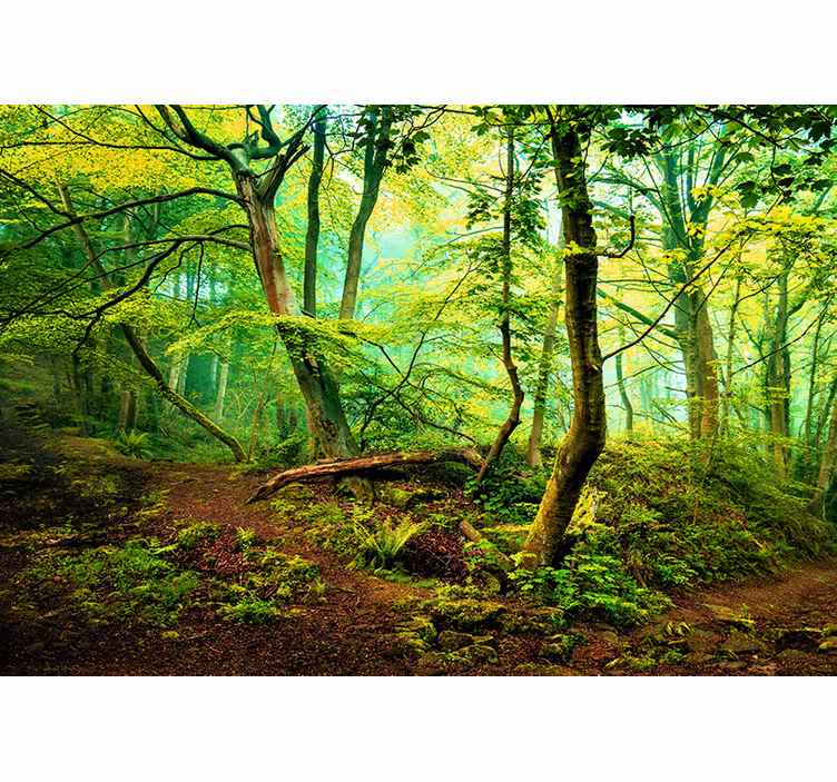 Fotomural de bosque Verde claro - TenVinilo