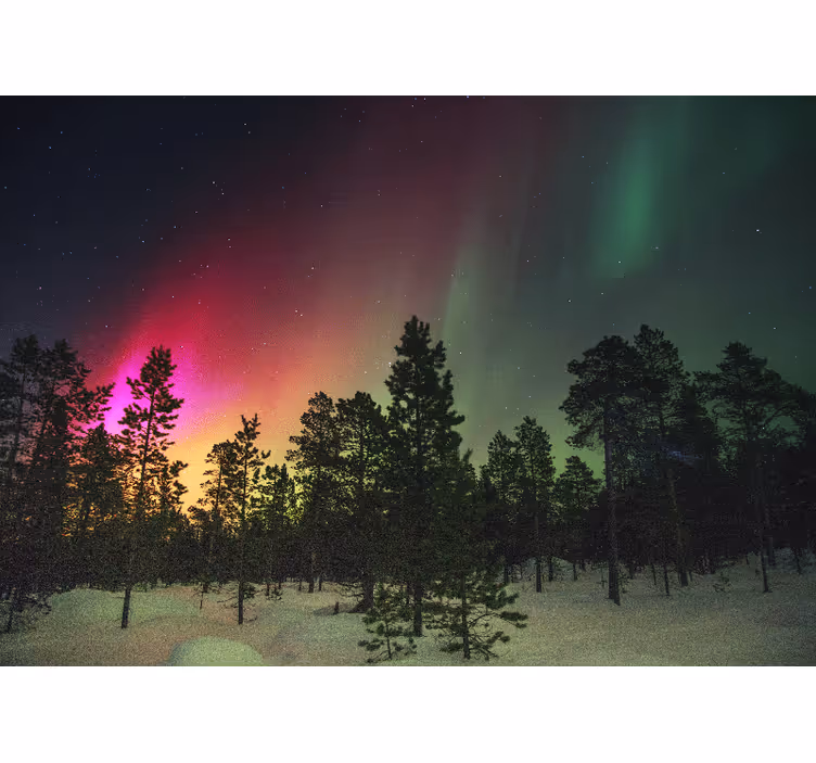 Fotomural cielo Auroras boreales sobre árboles - TenVinilo